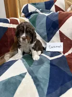 Caramel, a female English Springer Spaniel for sale in Wasilla, AK – 7 of 9