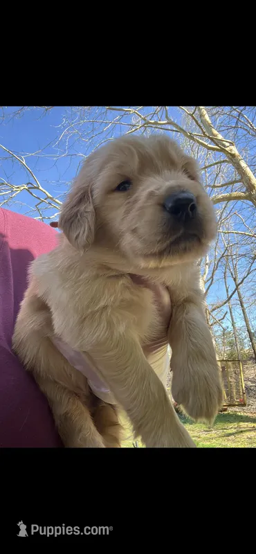 Marley – Golden Retriever puppy for sale in Corinth, MS