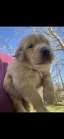 Marley, a male Golden Retriever for sale in Corinth, MS – Photo 1 of 5