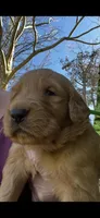 Remi, a female Golden Retriever for sale in Corinth, MS – Photo 2 of 4