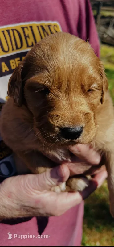 Remi – Golden Retriever puppy for sale in Corinth, MS