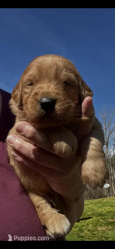 Peanut – Golden Retriever puppy for sale in Corinth, MS