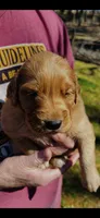 Peanut, a male Golden Retriever for sale in Corinth, MS – Photo 2 of 5