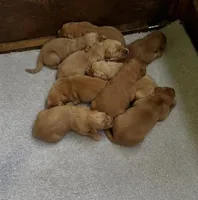 Sandy, a female Golden Retriever for sale in Corinth, MS – Photo 3 of 5