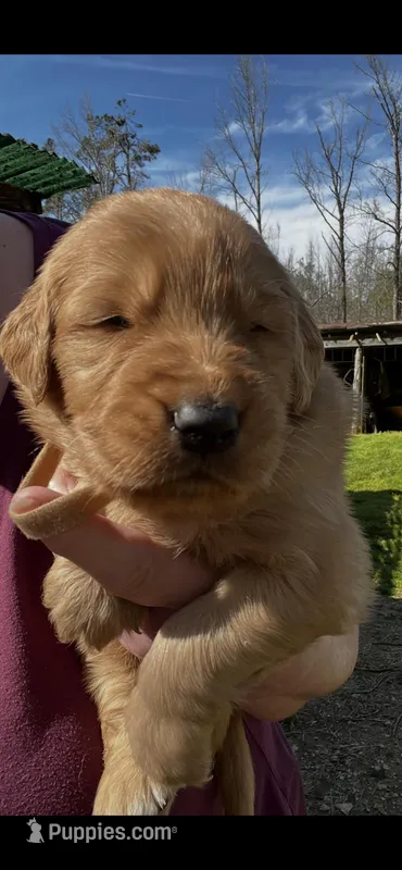 Bobo – Golden Retriever puppy for sale in Corinth, MS