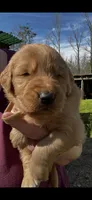 Bobo, a male Golden Retriever for sale in Corinth, MS – Photo 1 of 6