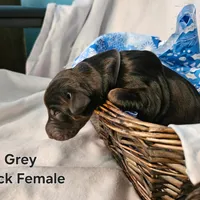 Gray Collar, a female Doberman Pinscher for sale in Clinton, OH – Photo 4 of 10