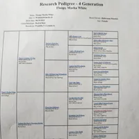 Gray Collar, a female Doberman Pinscher for sale in Clinton, OH – Photo 6 of 10