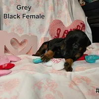 Gray Collar, a female Doberman Pinscher for sale in Clinton, OH – Photo 3 of 10