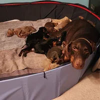 Gray Collar, a female Doberman Pinscher for sale in Clinton, OH – Photo 7 of 10