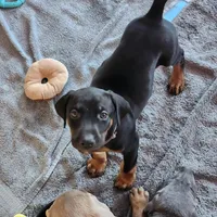Gray Collar, a female Doberman Pinscher for sale in Clinton, OH – Photo 1 of 10