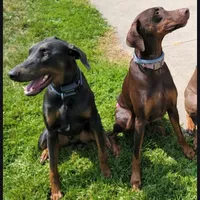 Gray Collar, a female Doberman Pinscher for sale in Clinton, OH – Photo 8 of 10