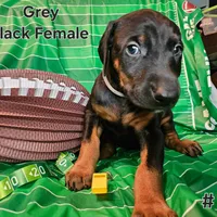 Gray Collar, a female Doberman Pinscher for sale in Clinton, OH – Photo 2 of 10