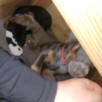 Gray Collar, a female Doberman Pinscher for sale in Clinton, OH – Photo 9 of 10