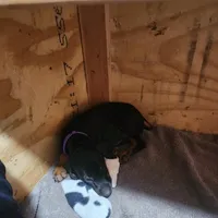 Gray Collar, a female Doberman Pinscher for sale in Clinton, OH – Photo 10 of 10