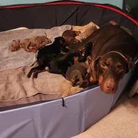 Red Collar, a male Doberman Pinscher for sale in Clinton, OH – Photo 5 of 5