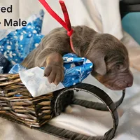 Red Collar, a male Doberman Pinscher for sale in Clinton, OH – Photo 2 of 5