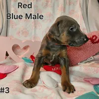 Red Collar, a male Doberman Pinscher for sale in Clinton, OH – Photo 1 of 5