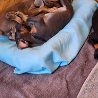 Black Collar, a male Doberman Pinscher for sale in Clinton, OH – Photo 10 of 10