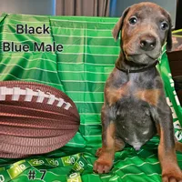 Black Collar, a male Doberman Pinscher for sale in Clinton, OH – Photo 1 of 10