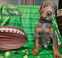 Black Collar, a male Doberman Pinscher for sale in Clinton, OH – Photo 1 of 10