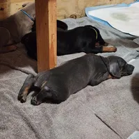 Black Collar, a male Doberman Pinscher for sale in Clinton, OH – Photo 9 of 10