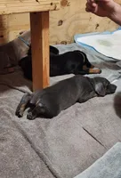 Black Collar, a male Doberman Pinscher for sale in Clinton, OH – Photo 9 of 10