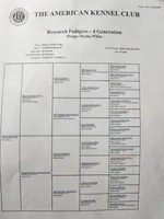 Black Collar, a male Doberman Pinscher for sale in Clinton, OH – Photo 4 of 10