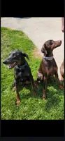 Black Collar, a male Doberman Pinscher for sale in Clinton, OH – Photo 6 of 10