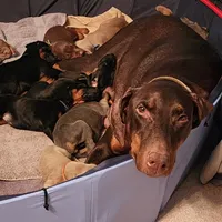 Black Collar, a male Doberman Pinscher for sale in Clinton, OH – Photo 7 of 10