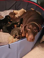 Black Collar, a male Doberman Pinscher for sale in Clinton, OH – Photo 7 of 10