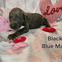 Black Collar, a male Doberman Pinscher for sale in Clinton, OH – Photo 2 of 10