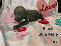 Black Collar, a male Doberman Pinscher for sale in Clinton, OH – Photo 2 of 10
