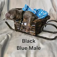 Black Collar, a male Doberman Pinscher for sale in Clinton, OH – Photo 3 of 10