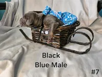 Black Collar, a male Doberman Pinscher for sale in Clinton, OH – Photo 3 of 10