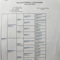 Orange collar, a female Doberman Pinscher for sale in Clinton, OH – Photo 4 of 4