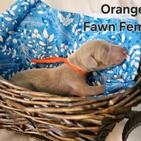 Orange collar, a female Doberman Pinscher for sale in Clinton, OH – Photo 2 of 4