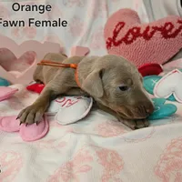Orange collar, a female Doberman Pinscher for sale in Clinton, OH – Photo 1 of 4