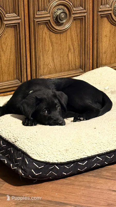 Max – Labrador Retriever puppy for sale in Flowery Branch, GA