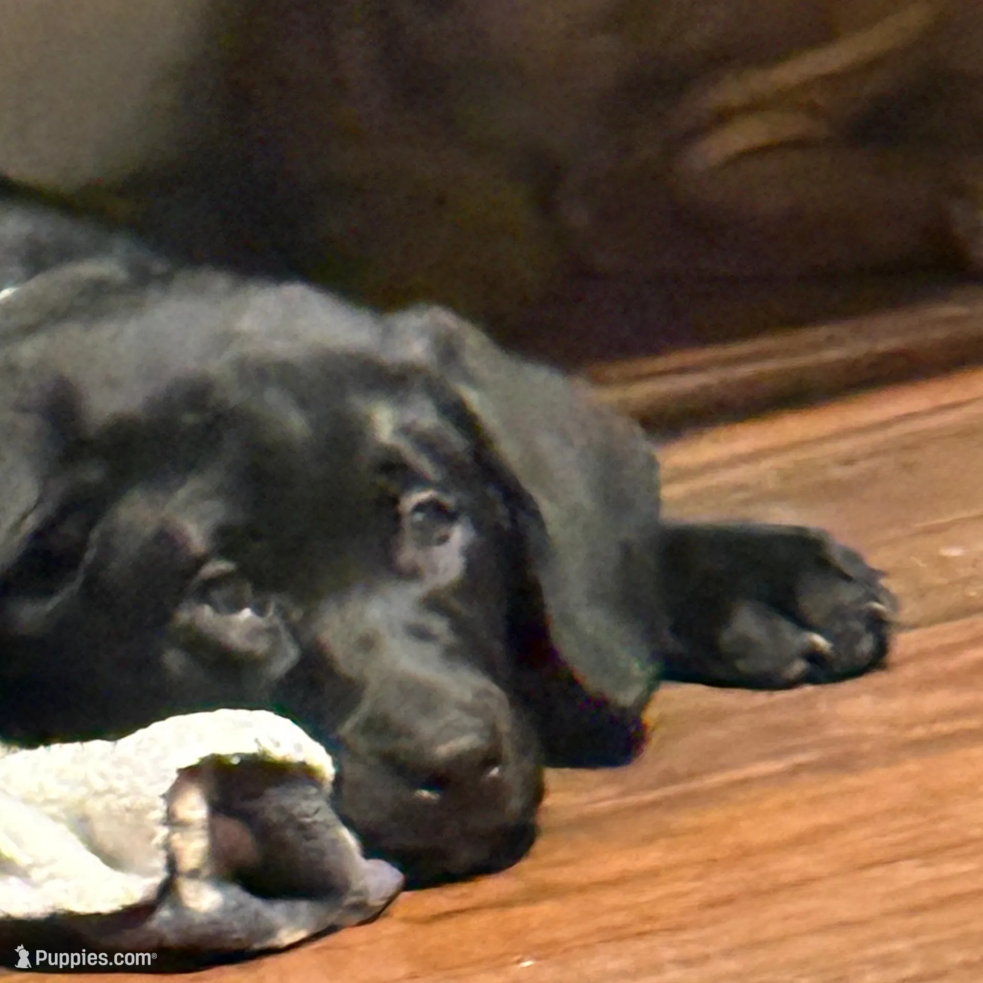 May, a male Labrador Retriever for sale in Flowery Branch, GA – Photo 1 of 1