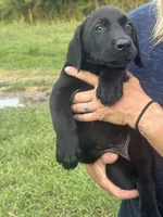 Daphne, a female Labrador Retriever for sale in Brazoria, TX – 2 of 3