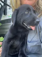 Dolly, a female Labrador Retriever for sale in Rosharon, TX – 2 of 2