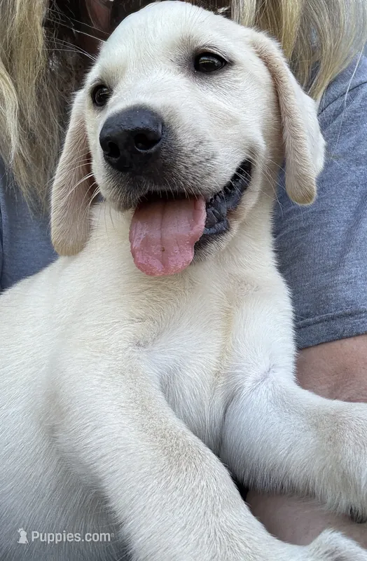 Dahlia – Labrador Retriever puppy for sale in Rosharon, TX