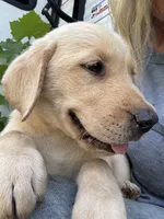 Dax, a male Labrador Retriever for sale in Rosharon, TX – 1 of 2
