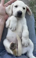 Dahlia, a female Labrador Retriever for sale in Rosharon, TX – 2 of 2
