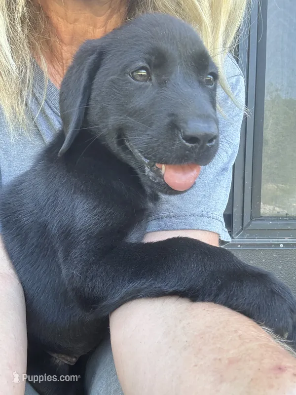 Dolly – Labrador Retriever puppy for sale in Rosharon, TX
