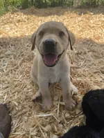 Dax, a male Labrador Retriever for sale in Brazoria, TX – 3 of 3