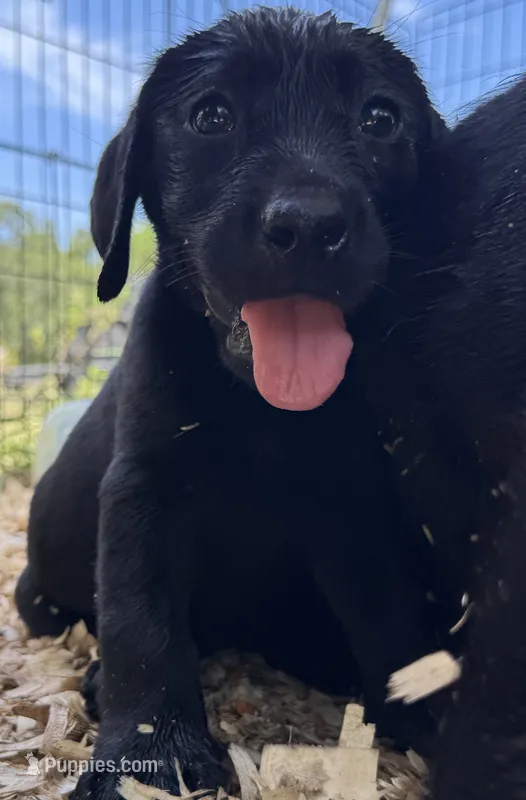 Daphne – Labrador Retriever puppy for sale in Rosharon, TX