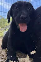 Daphne, a female Labrador Retriever for sale in Rosharon, TX – 1 of 1