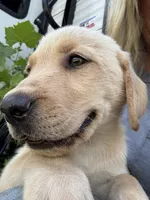 Dax, a male Labrador Retriever for sale in Rosharon, TX – 2 of 2